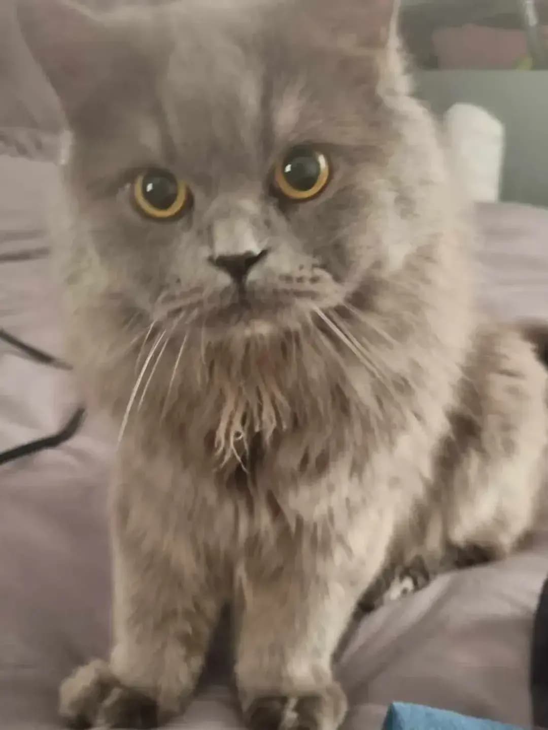 KAYIP KEDİM