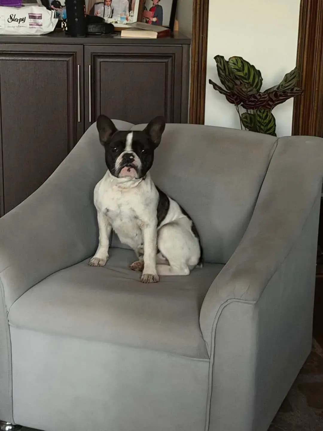 KÖPEĞİM KAYIP