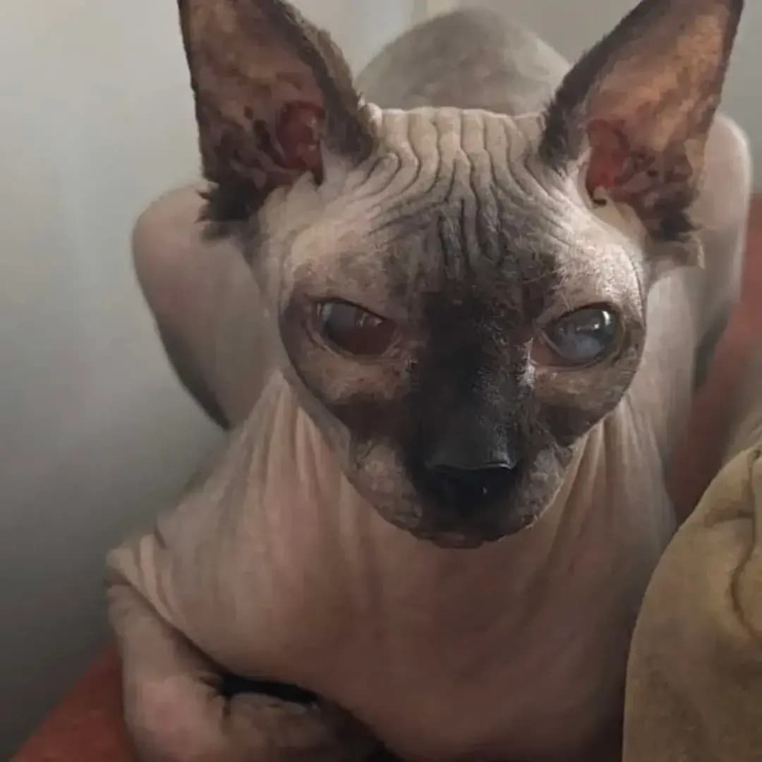 Kayıp Kedi görseli 1