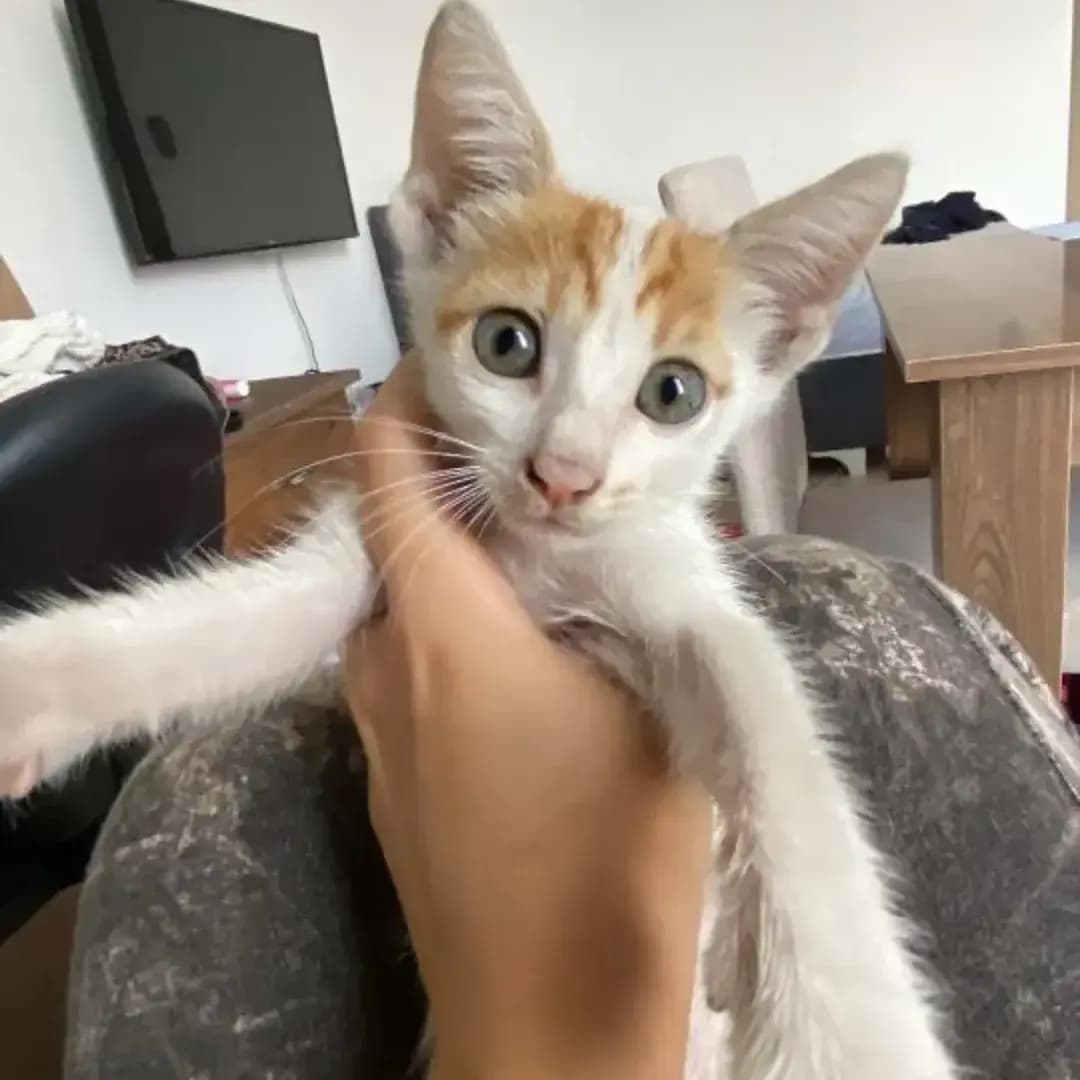 Sahiplendirilecek Kedi