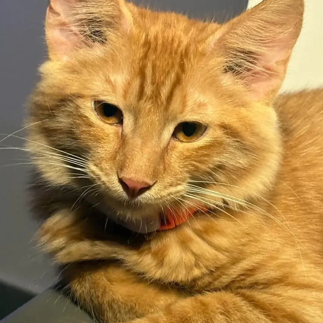 Kayıp Kedi